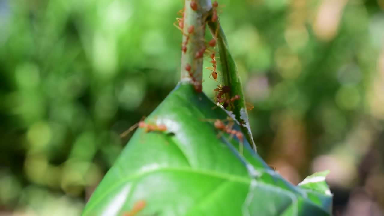 红蚂蚁在天然的绿叶上筑巢。视频素材