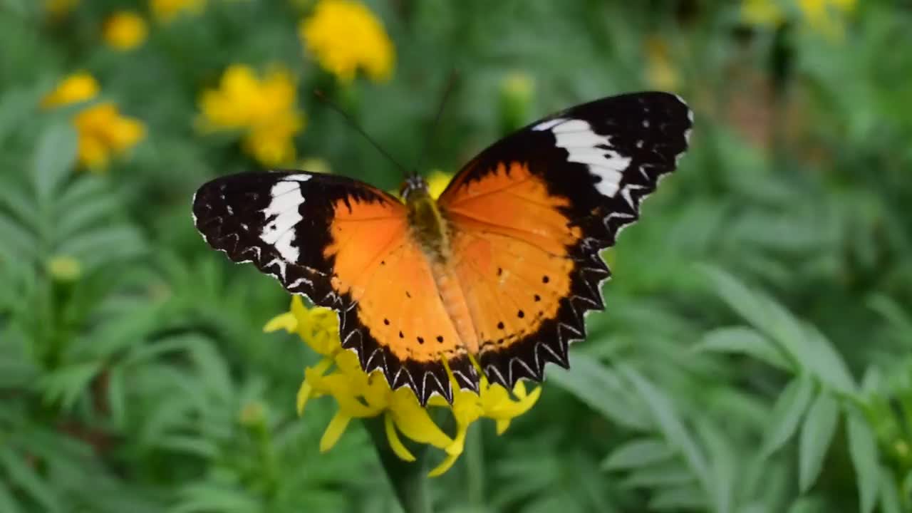 蝴蝶飞黄花视频素材