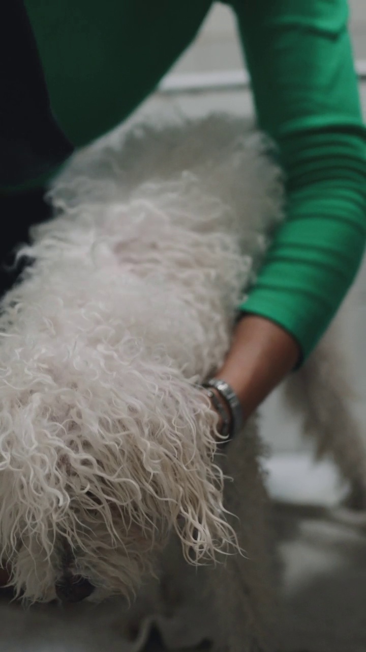 淋浴后，女人用吹风机吹她的白色贵宾犬视频素材