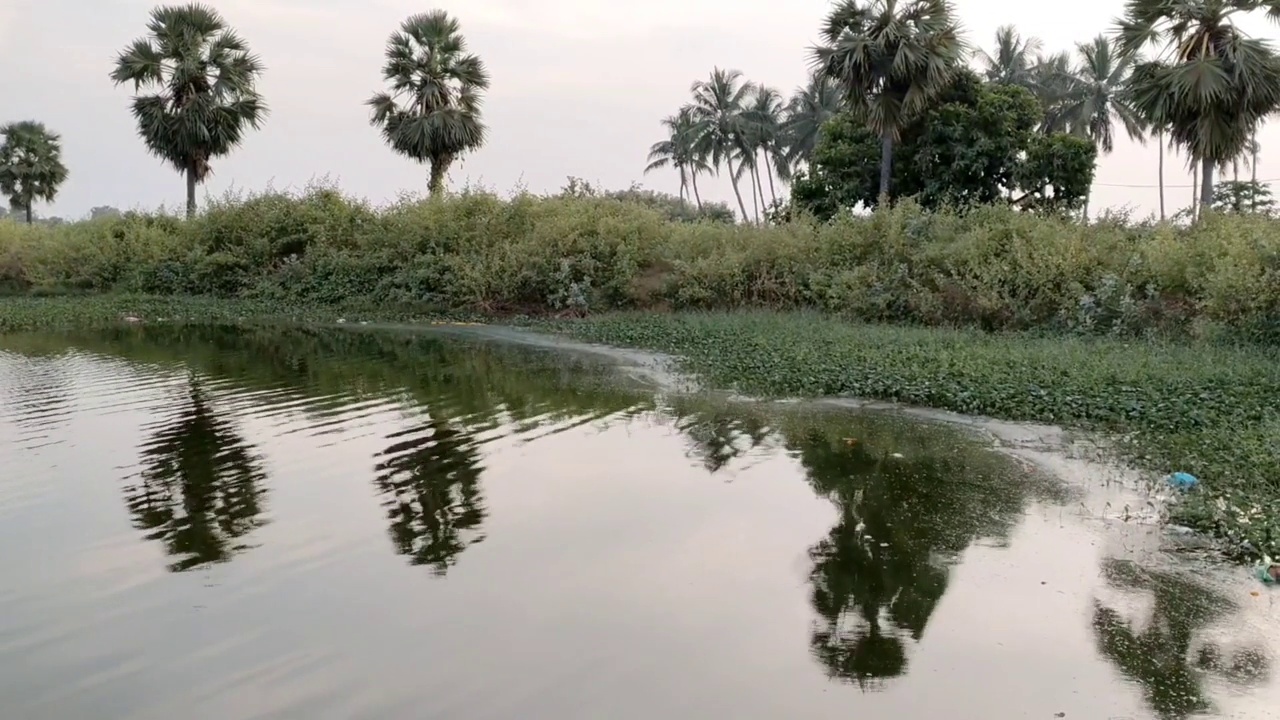 水反射-池塘里椰子树的水镜像-高清(4k)视频素材