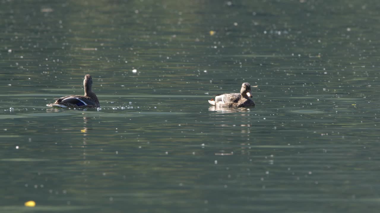 夏天野鸭在湖里游泳视频素材