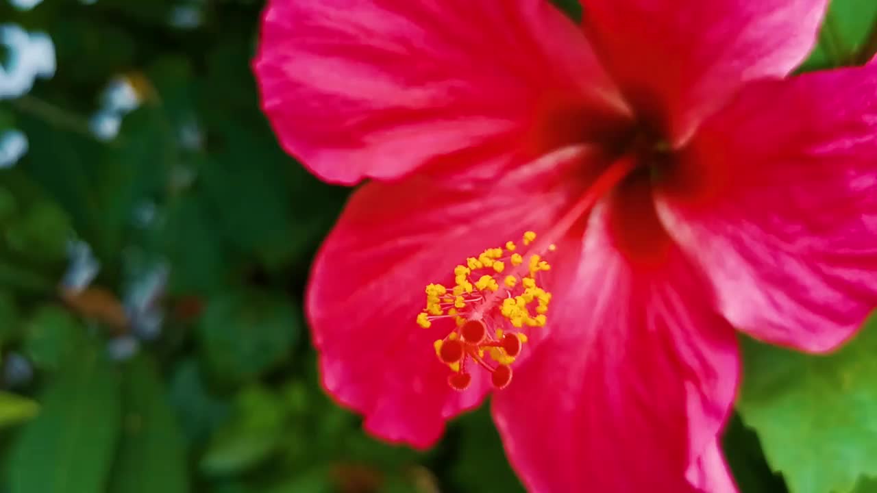 红色美丽的木槿花灌木植物在墨西哥。视频素材