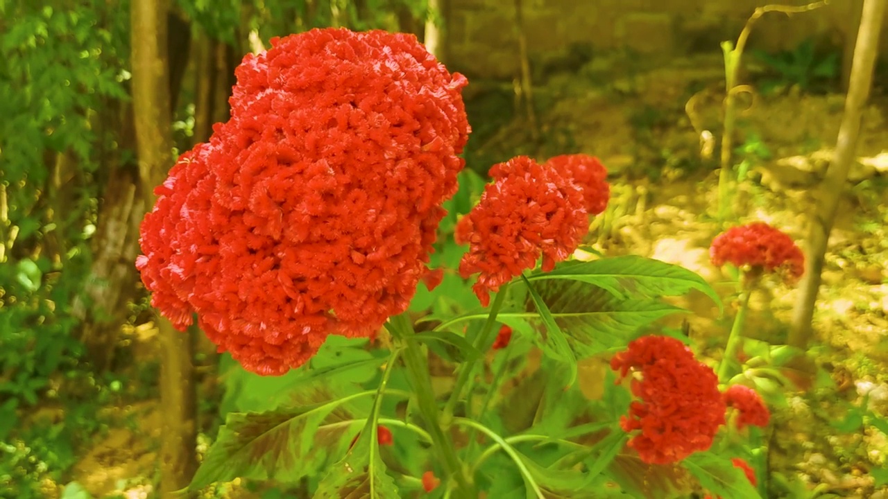 紫粉红色的花植物在热带森林自然墨西哥。视频素材