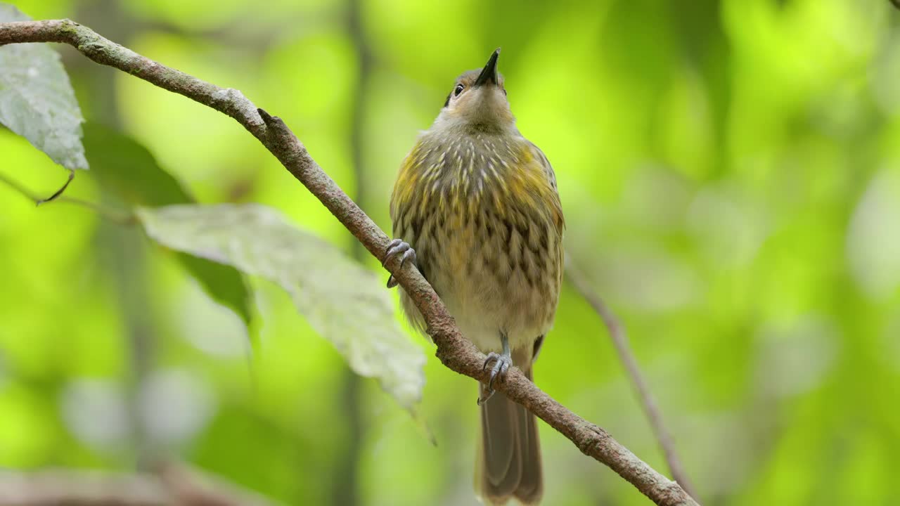 在热带雨林中，一只macleay的蜜雀栖息在树枝上视频素材