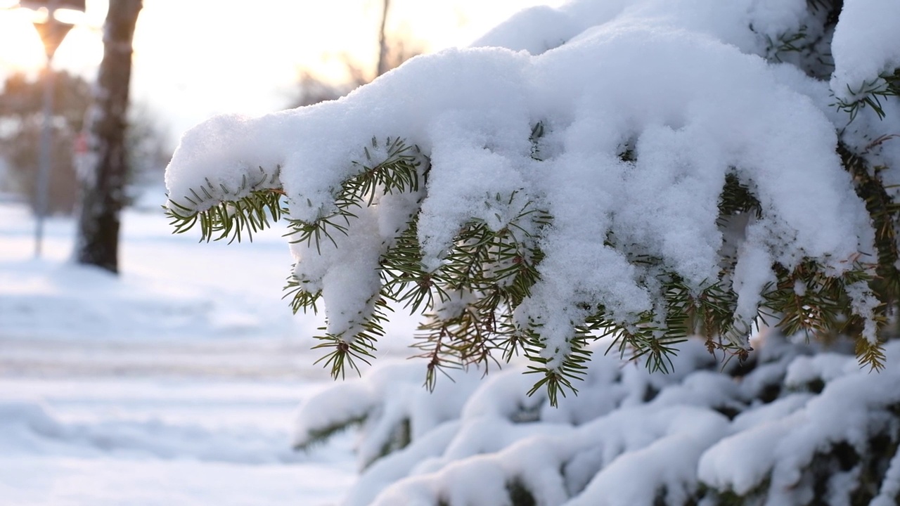 美丽的冬季景观，冷杉树被雪覆盖。水平的视频视频素材