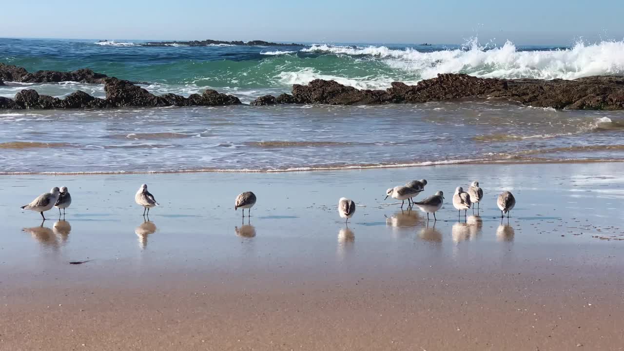 海滩上的滨鸟视频素材