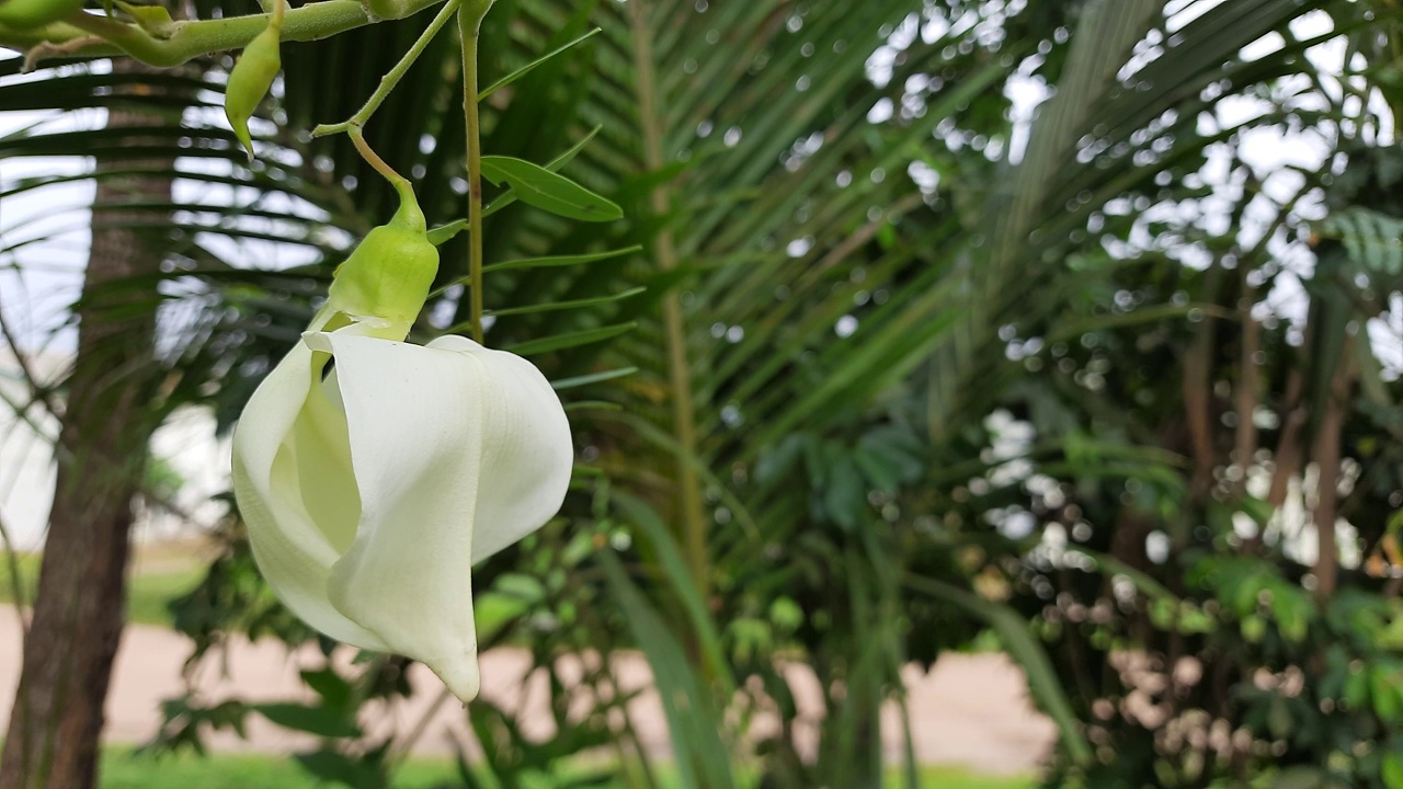 白田菁花视频素材