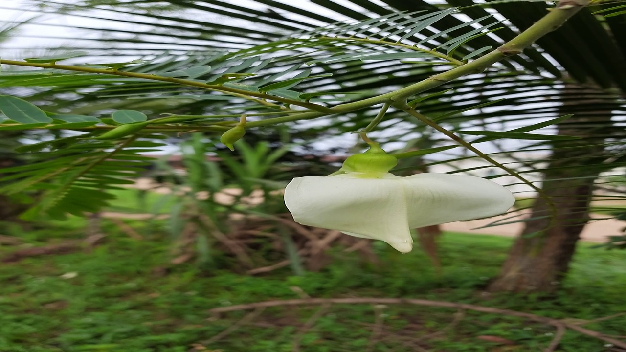 白田菁花视频素材