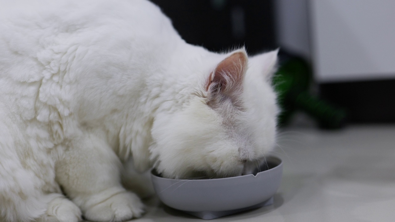 波斯猫正在吃干猫粮视频素材