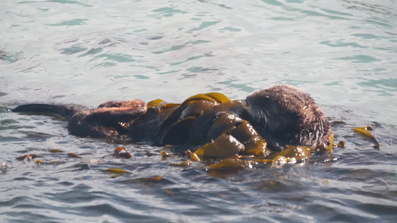 野生海獭在海水中游泳的海洋动物，加利福尼亚海岸野生动物。视频素材