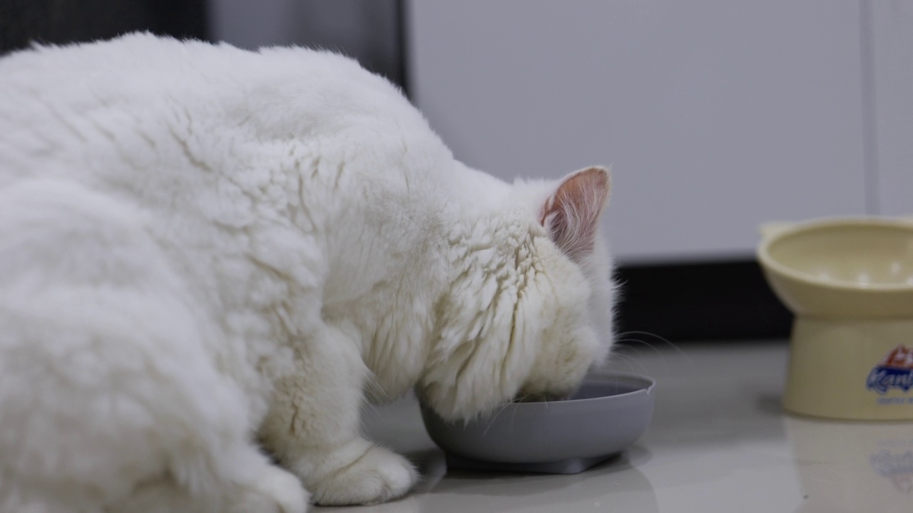 波斯猫正在吃干猫粮视频素材