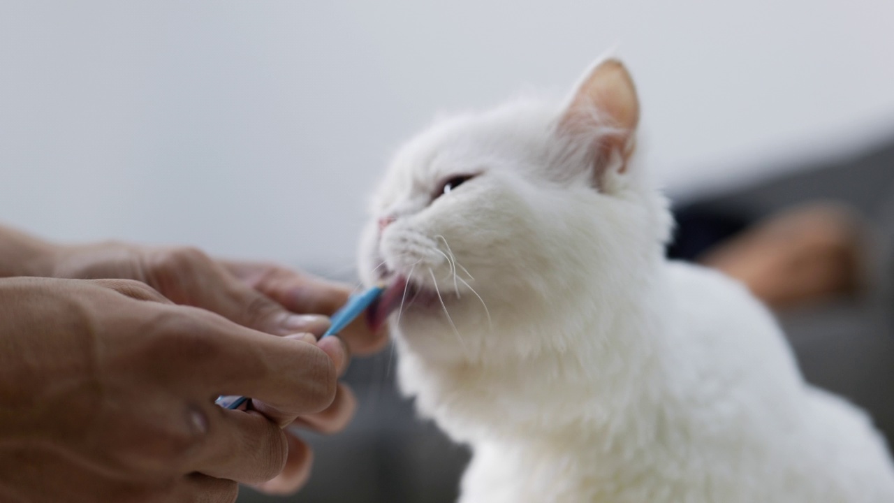 波斯猫舔着猫的零食视频素材