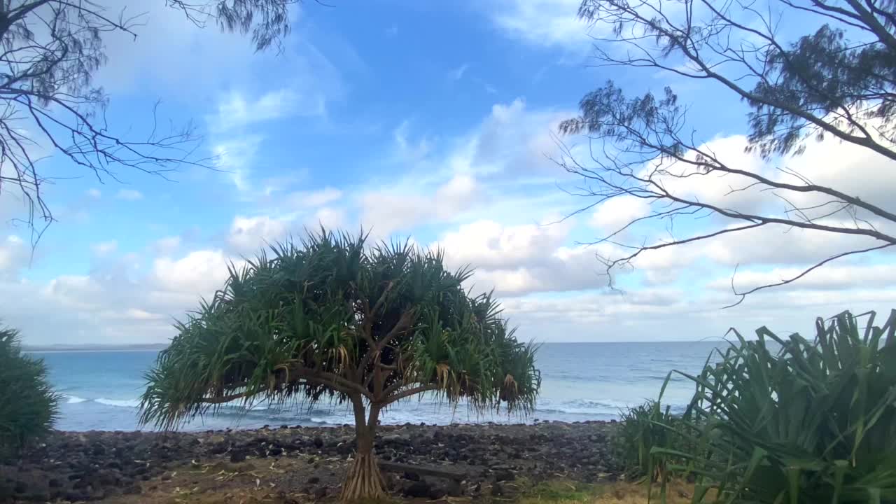 透过热带树木看海浪视频素材