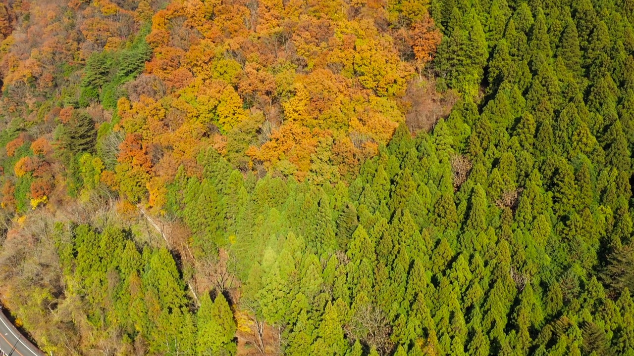 山区的蓝天和秋叶视频素材