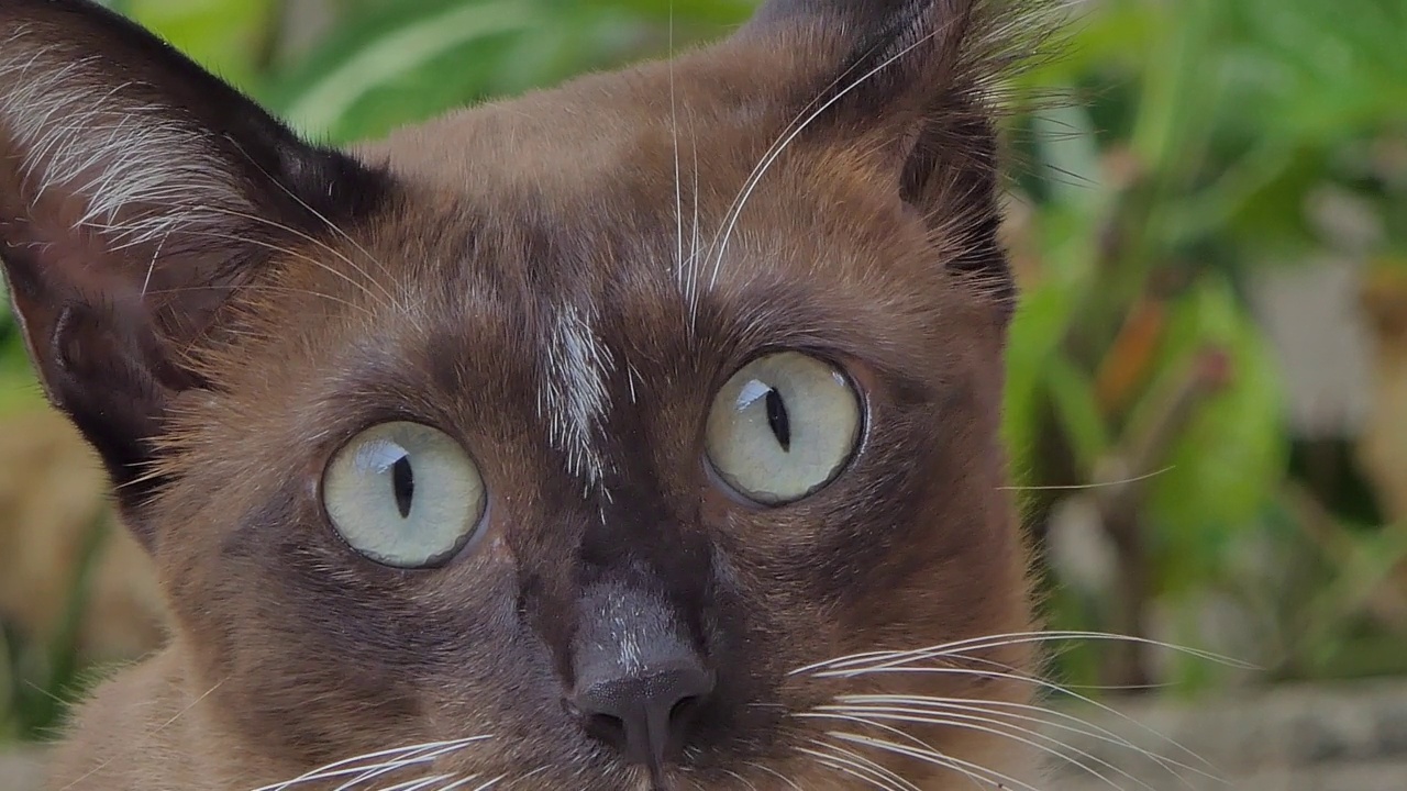 Korat猫，泰国家猫。视频素材