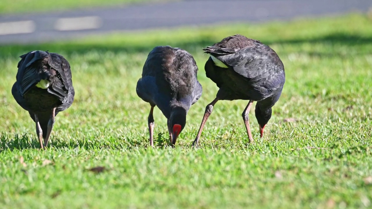 南方沼泽地(Porphyrio melanotus)视频素材