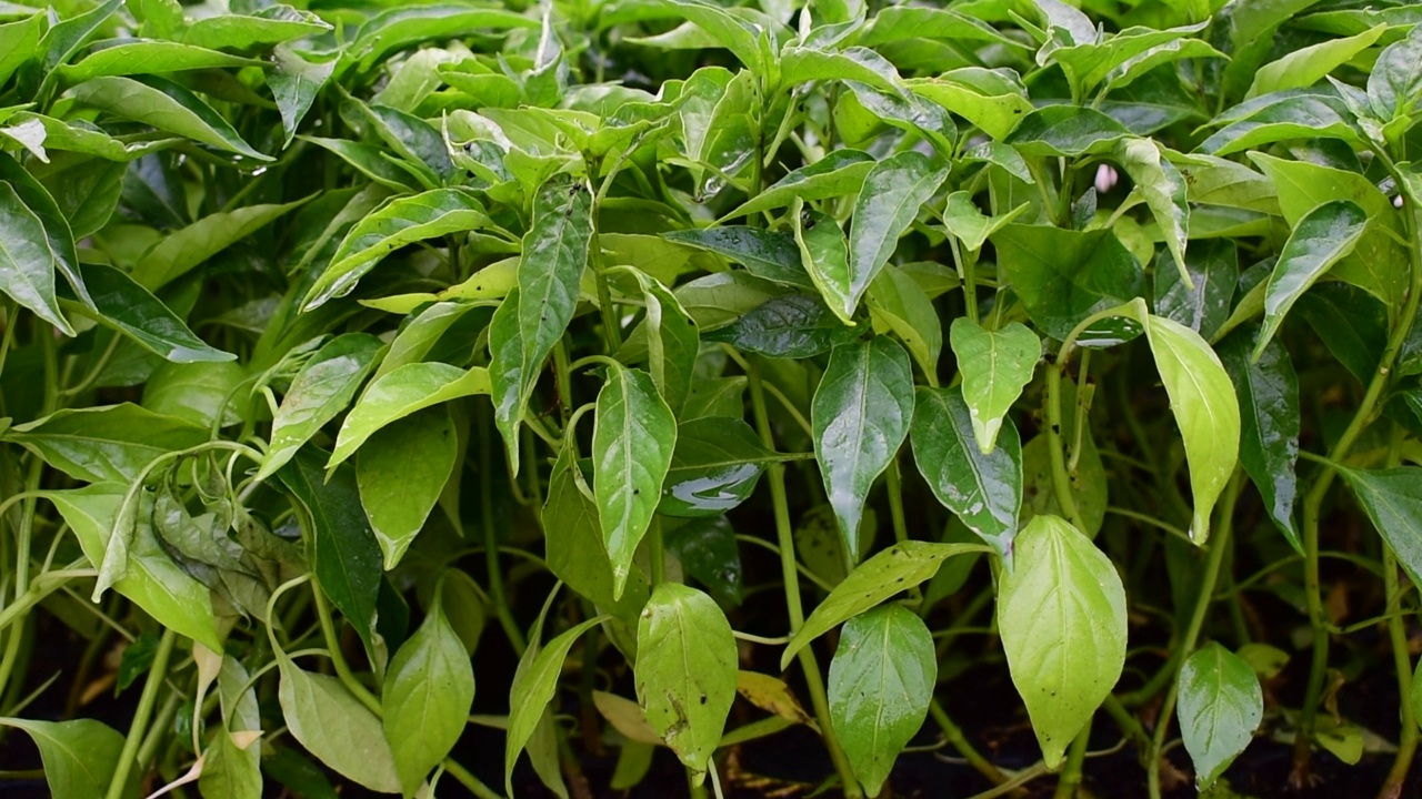 在有机土壤中种植甜椒幼苗。小辣椒苗种在温室里视频素材