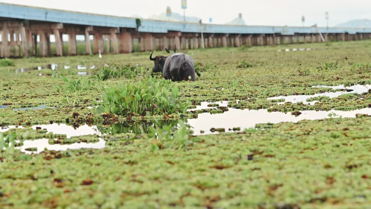 野生水牛游泳视频素材