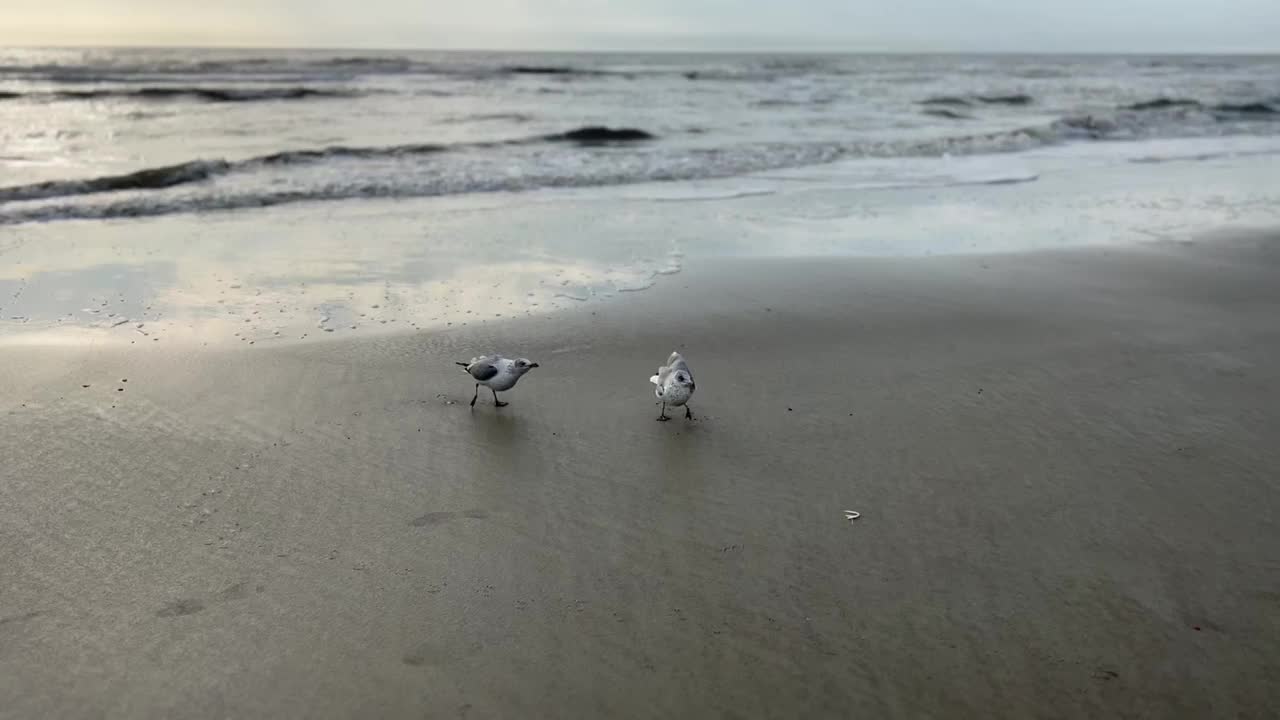 海鸥在海滩上吃东西视频素材