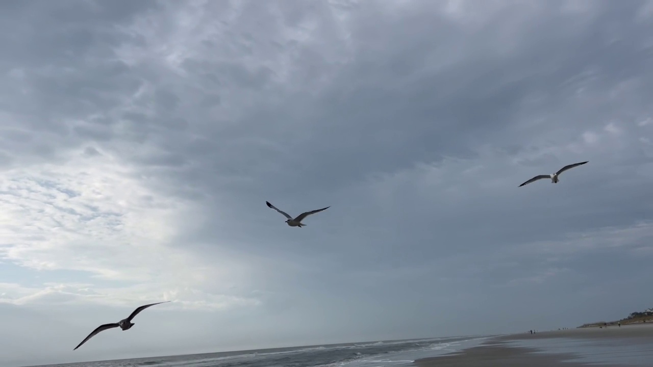 海鸥在海滩上吃东西视频素材