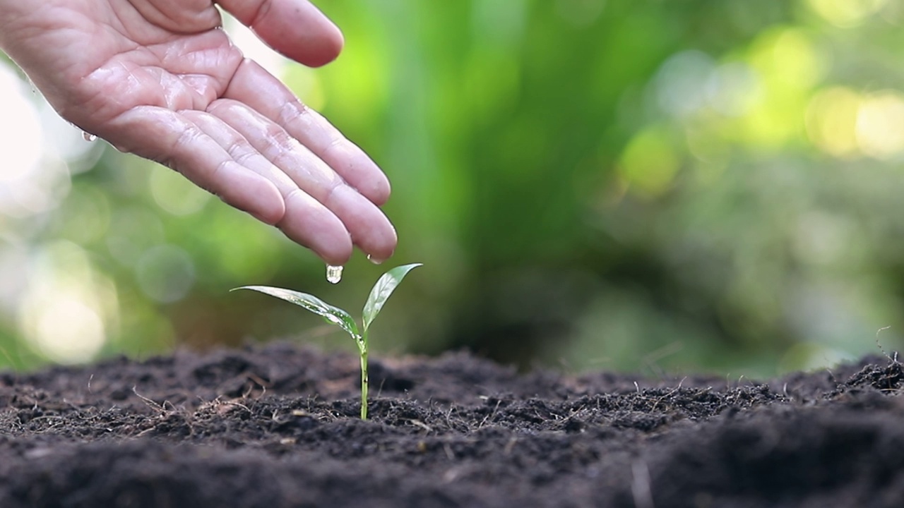 用手浇灌幼苗。植物维护和灌溉在肥沃土壤上生长的幼苗。关爱新生命。全高清。视频素材