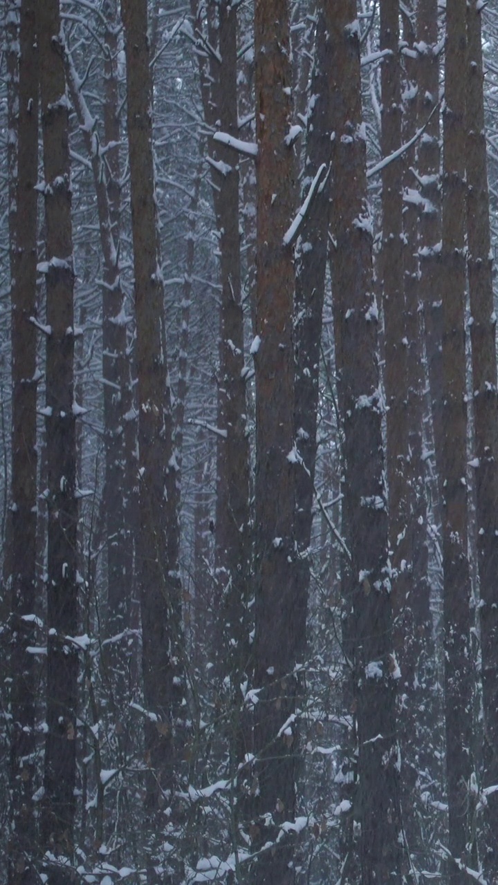 美丽的松林和飘落的雪视频素材