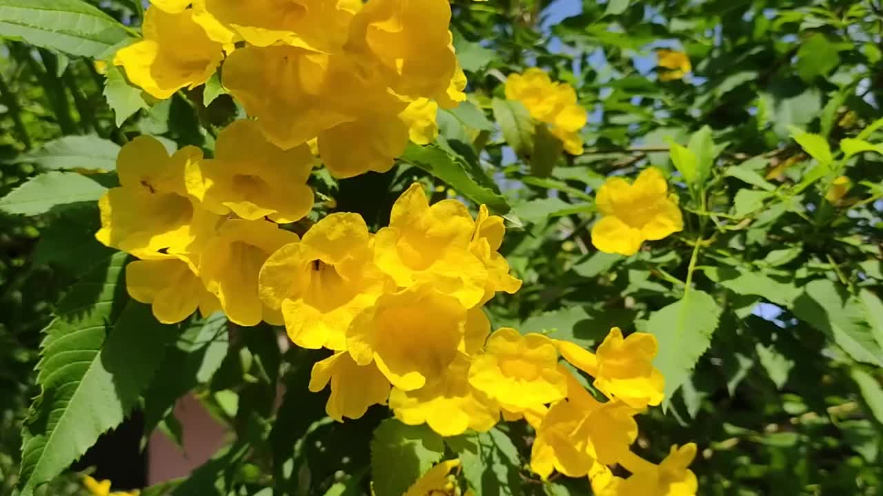 4k黄花通雷在晴朗的天空中盛开在夏季的花园中适合造景，植物园艺，家庭园艺视频素材