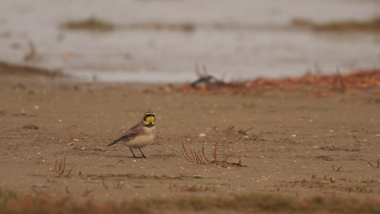 在海滩上散步的角云雀或岸云雀(Eremophila alpestris)视频素材