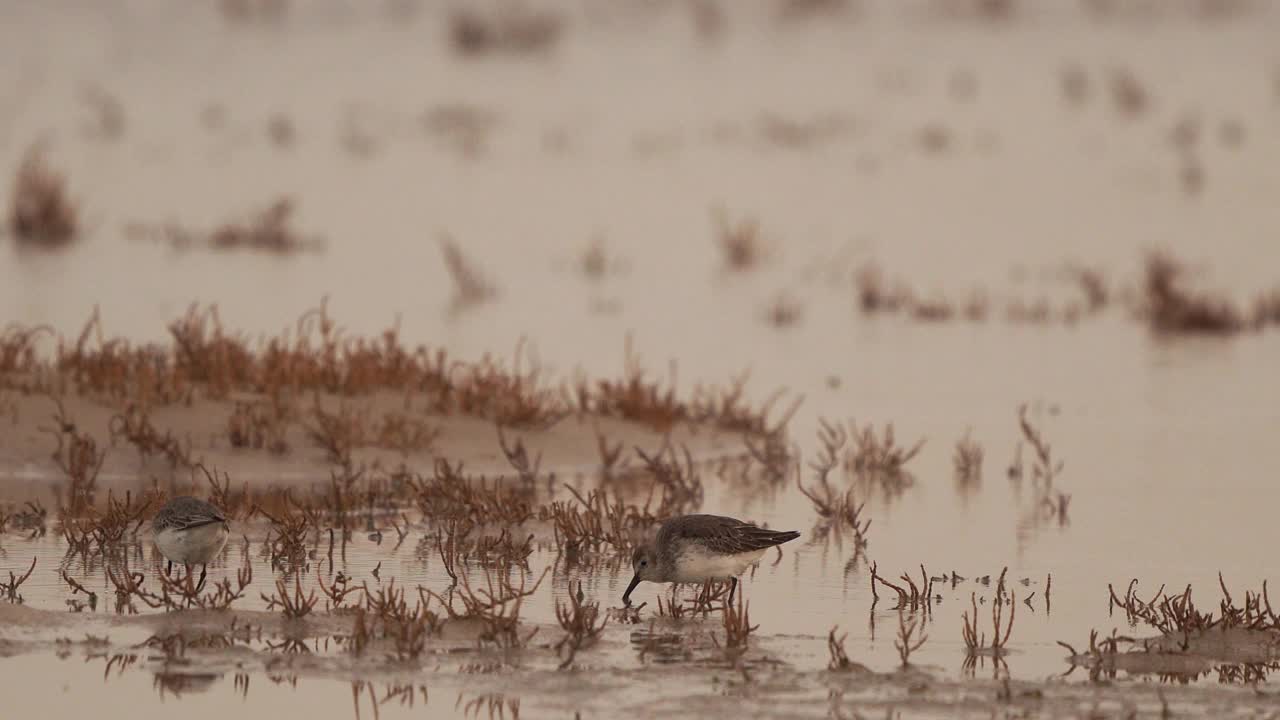 在盐沼中觅食的杜鹃(Calidris alpina)视频素材