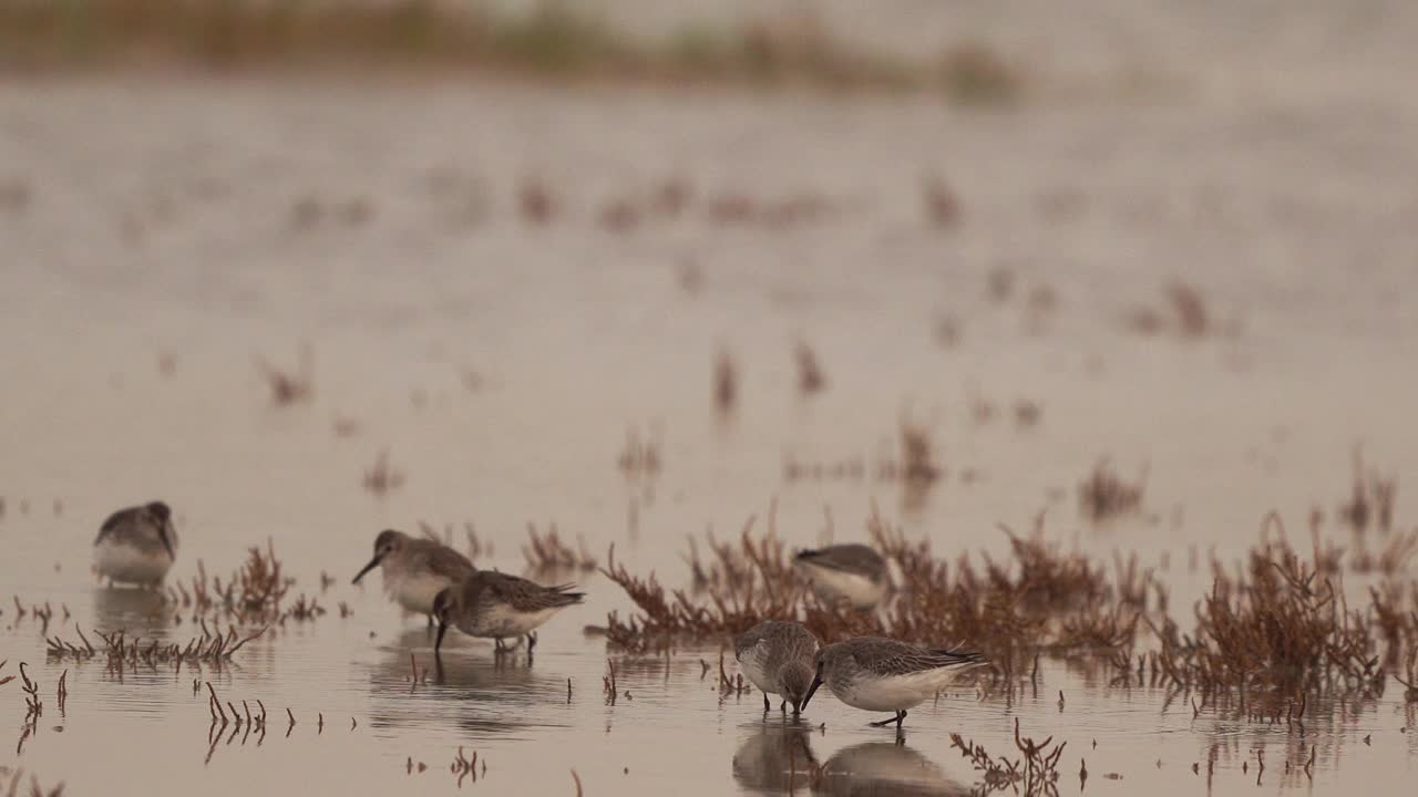 在盐沼中觅食的杜鹃(Calidris alpina)视频素材