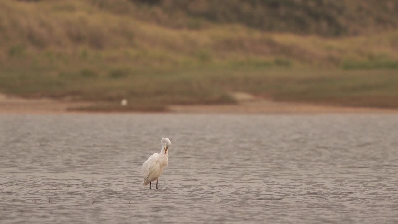 一只大白鹭(Ardea alba)在盐沼中擦拭羽毛视频素材