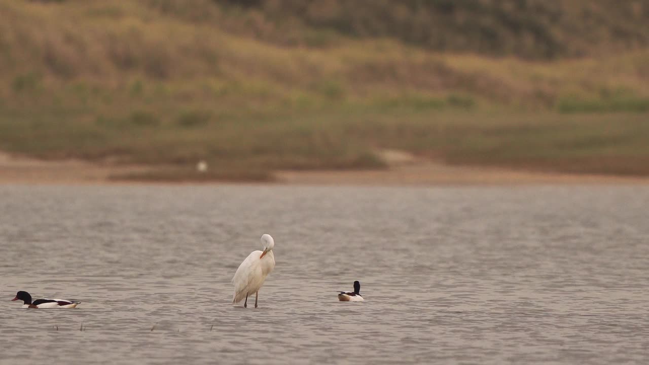 一只大白鹭(Ardea alba)在盐沼中擦拭羽毛视频素材