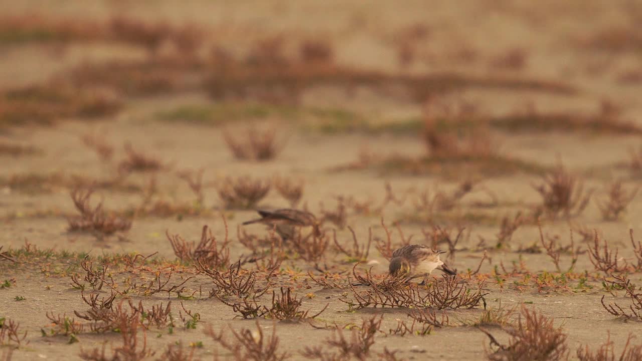 角云雀或岸边云雀(Eremophila alpestris)在海滩上吃海鲢视频素材