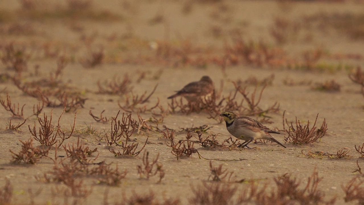 角云雀或岸边云雀(Eremophila alpestris)在海滩上吃海鲢视频素材