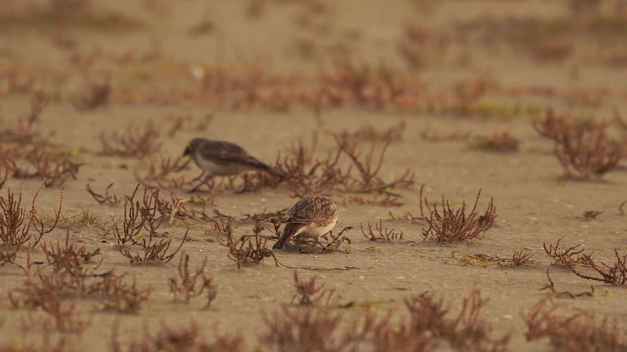 角云雀或岸边云雀(Eremophila alpestris)在海滩上吃海鲢视频素材