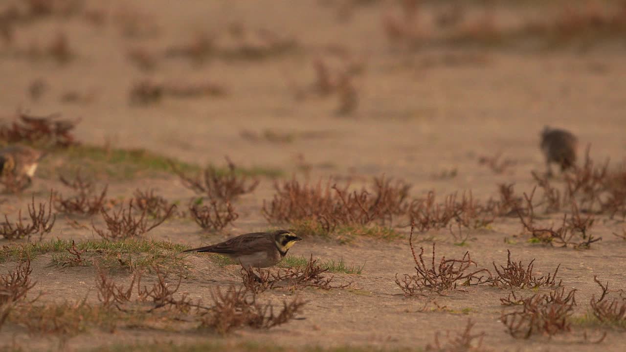 角云雀或岸边云雀(Eremophila alpestris)在海滩上吃海鲢视频素材