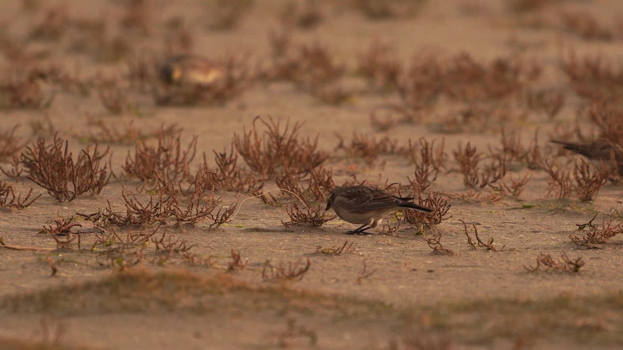 角云雀或岸边云雀(Eremophila alpestris)在海滩上吃海鲢视频素材