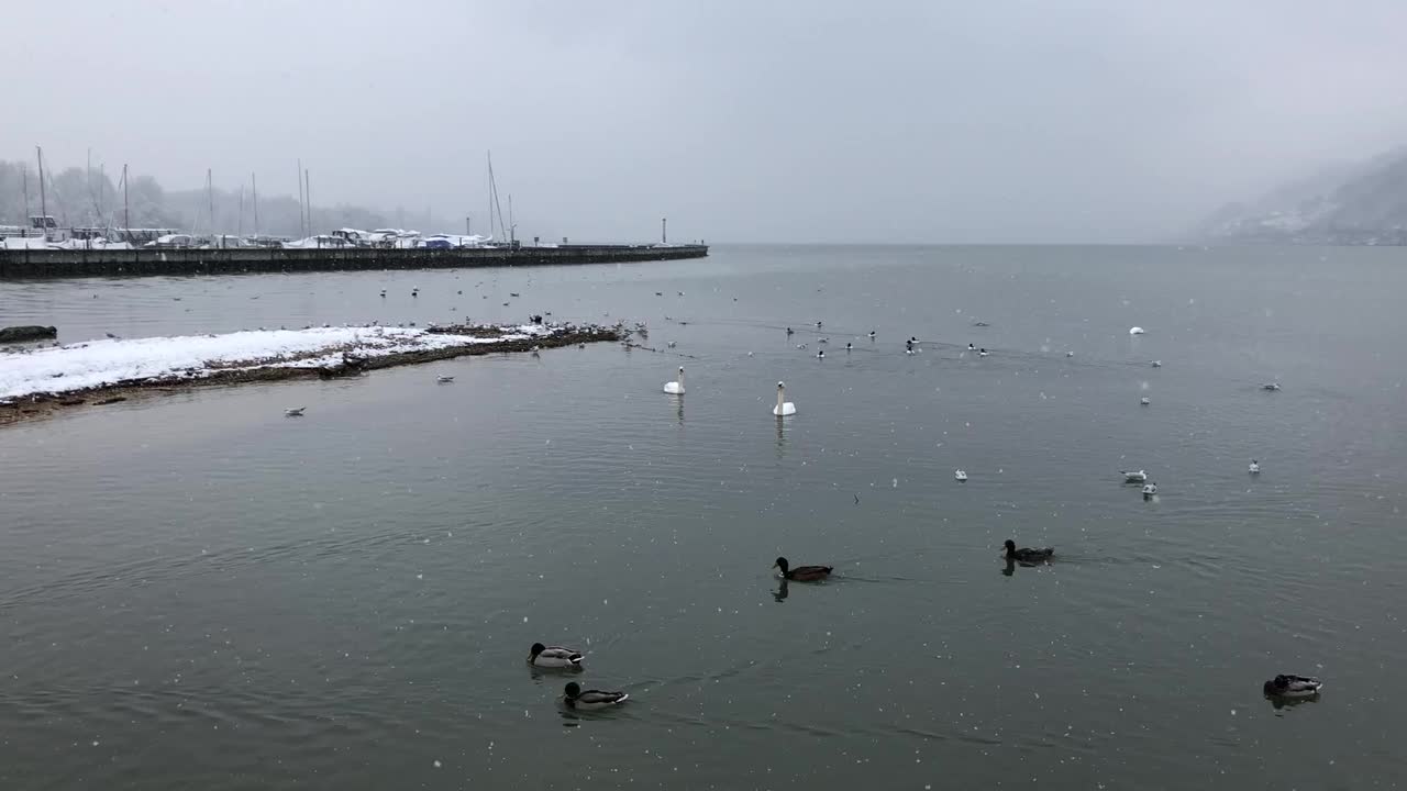 大雪天气下，贝尔湖一大群水鸟和海鸥的视频视频素材