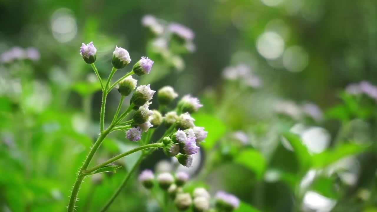 一些植物的特写镜头视频素材