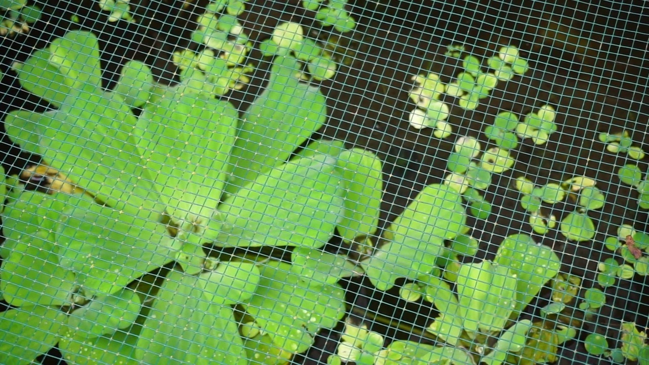 一些植物的特写镜头视频素材