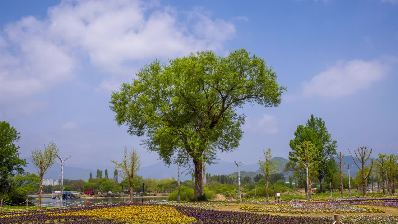 树木和公园的自然风景/韩国京畿道视频素材