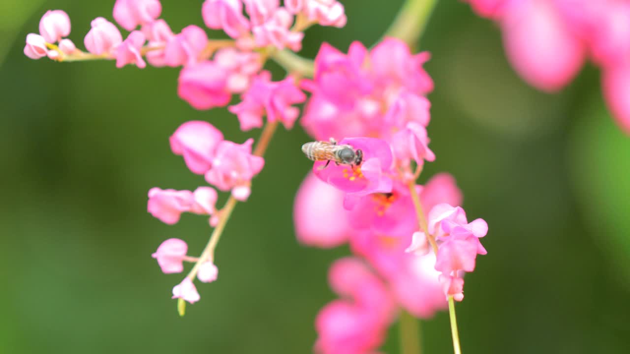 蜜蜂飞来飞去，从粉红色的花朵上采集花蜜视频素材