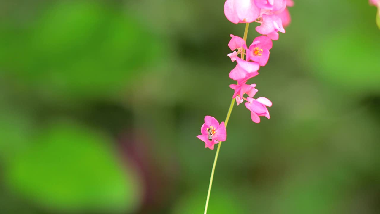 蜜蜂飞来飞去，从粉红色的花朵上采集花蜜视频素材