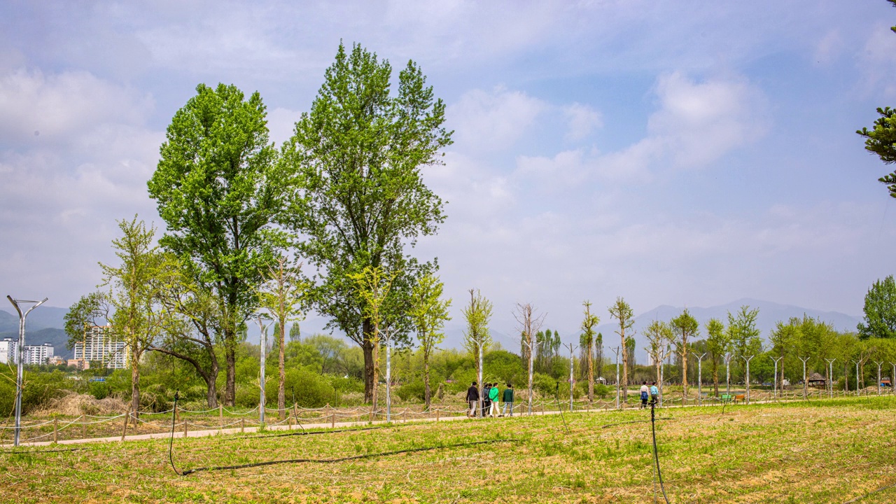 韩国京畿道公园的东部杨木(Populus deltoides)自然风光视频素材