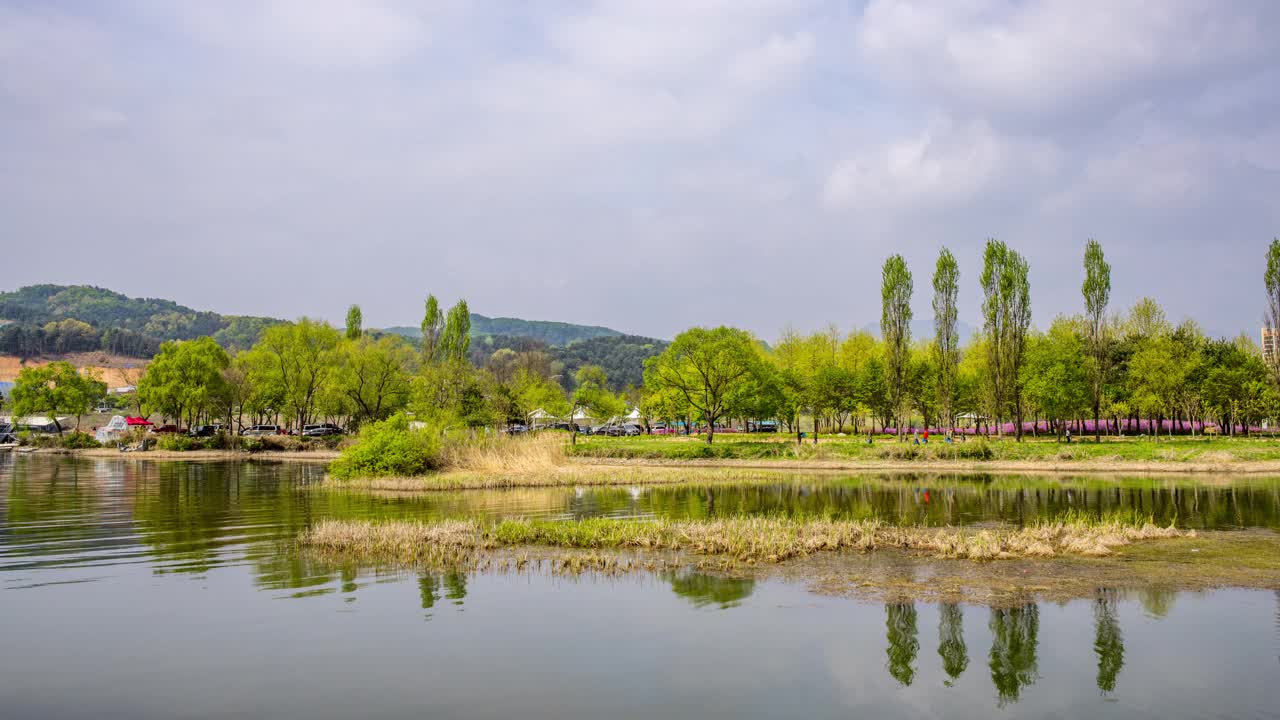 韩国京畿道公园的东部杨木(Populus deltoides)自然风光视频素材