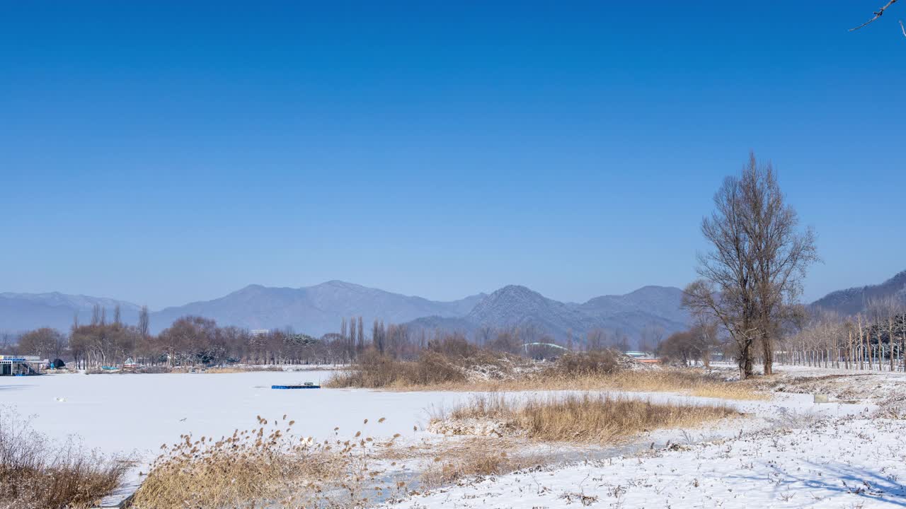 韩国京畿道公园的树木从冬天到春天的季节变化视频素材