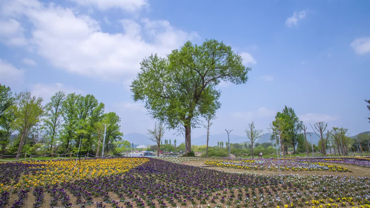 树木和公园的自然风景/韩国京畿道视频素材