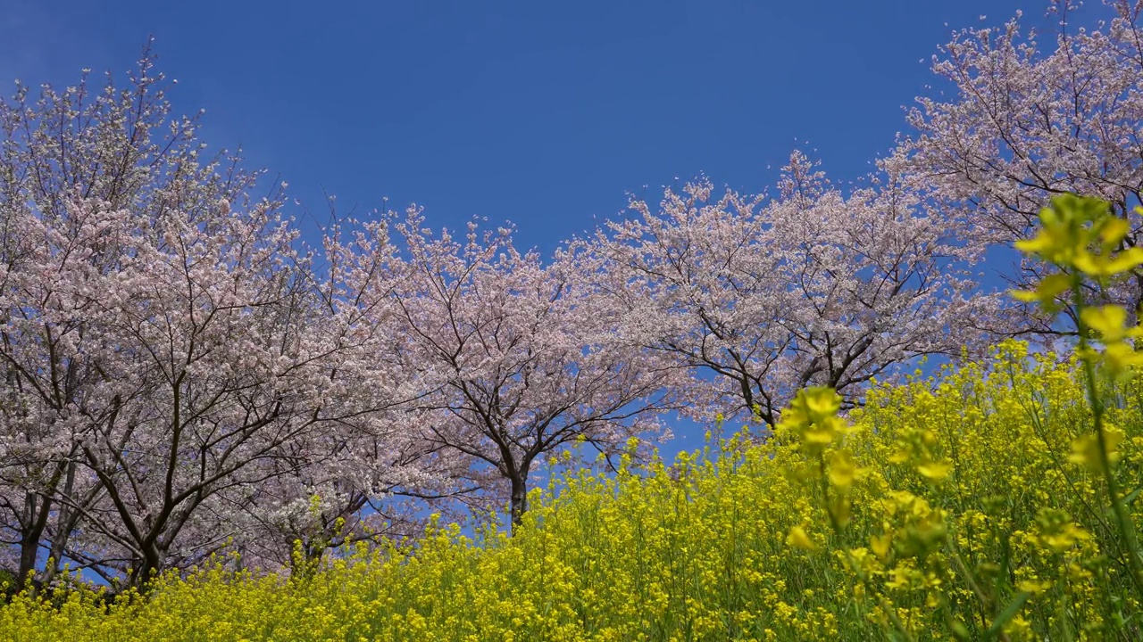 樱花和油菜花视频素材