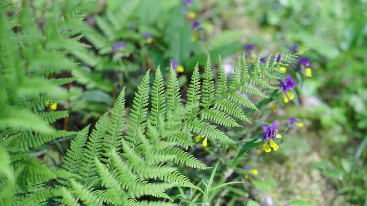 一片翠绿的雕花叶子在风中摇曳视频素材