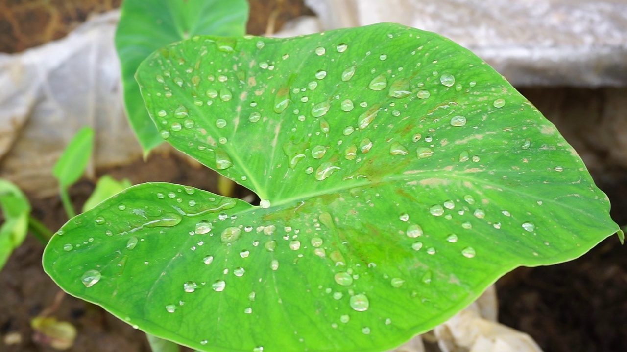 一些植物的特写镜头视频素材